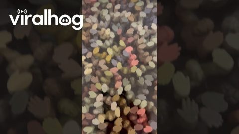 Hard Working Little Fellas || ViralHog