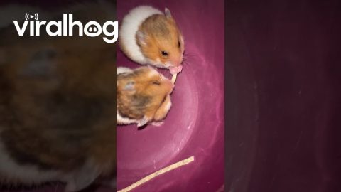 Hamster Lady and the Tramp Moment Gone Wrong || ViralHog