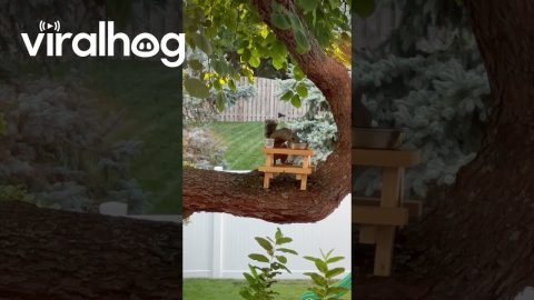 Squirrel Sips Water From Tree Picnic Table || ViralHog