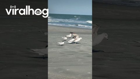 Bird Chooses Mischief And Rams Into Backside || ViralHog