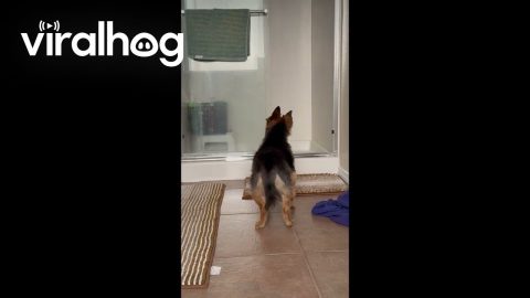 Old Pup Confused When Mom Isn't In Shower || ViralHog