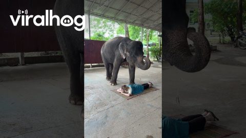 Elephant Gives Woman a Massage || ViralHog
