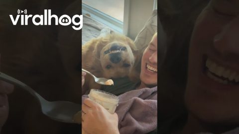 Goofy Golden Begs For Dad's Snacks || ViralHog