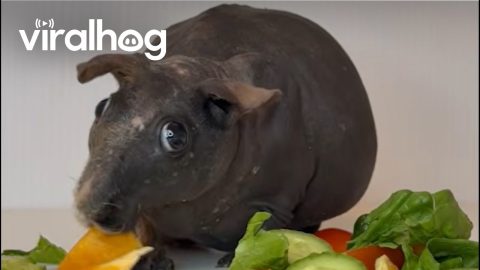 Hairless Guinea Pig Loves Eating Peppers || ViralHog
