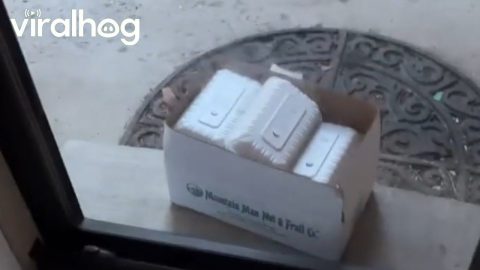 Frustrating Food Delivery Placement || ViralHog