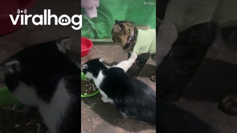 Cat Holds Friend Back From Food Bowl || ViralHog