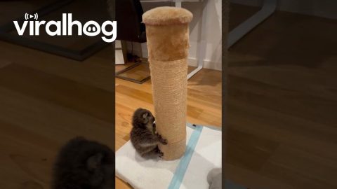 Koala Joey Louise Does Midnight Zoomies || ViralHog