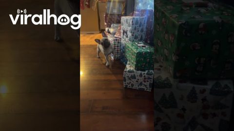 Suki the Frenchie Throws Fit Over Present Opening || ViralHog