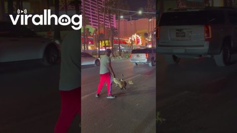 Goose Family Walks The Las Vegas Strip || ViralHog