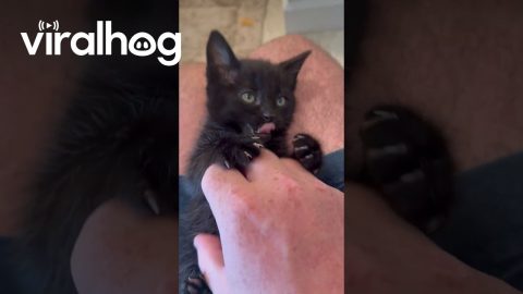 Tiny Void Kitten Plays With Hand Scritches || ViralHog