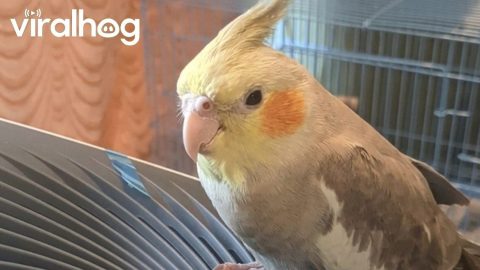 Relaxing Breeze Soothes Cockatiel in a Hot Summer Day || ViralHog