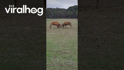 Two Big Red Deer Stags Locking Antlers || ViralHog