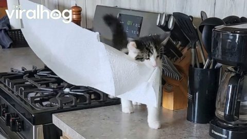 Deaf and Blind Kitten Needs His Emotional Support Paper Towel || ViralHog
