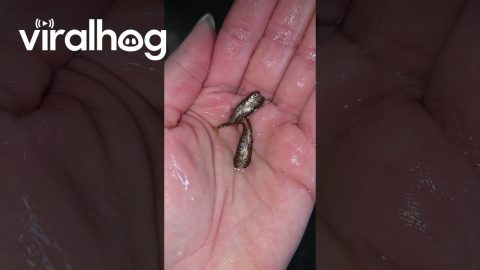 Pacific Salmon Fry Are Conjoined Twins || ViralHog