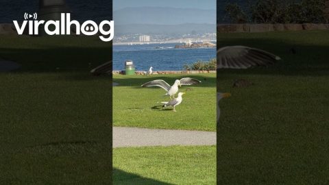 Is That a Horse or a Bird? || ViralHog