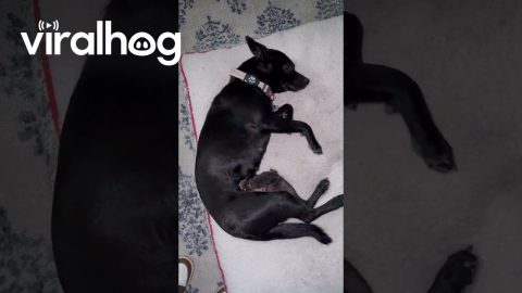 My Dog Adopted a Baby Kitten || ViralHog