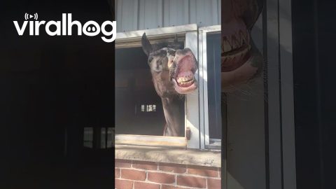 Happy Horse With a Contagious Smile || ViralHog