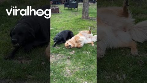 Which One Do You Think Ate the Potatoes || ViralHog