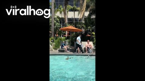 Ducklings Get an Assist From Hotel Staffer || ViralHog