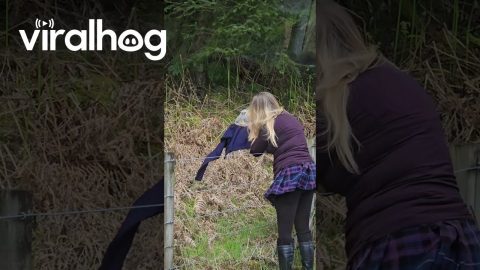 Fuzzy Owlet Rescue || ViralHog