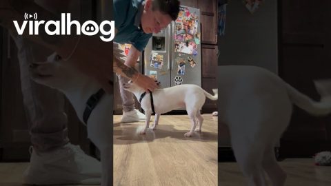 Flipping the Chihuahua Cheeto || ViralHog