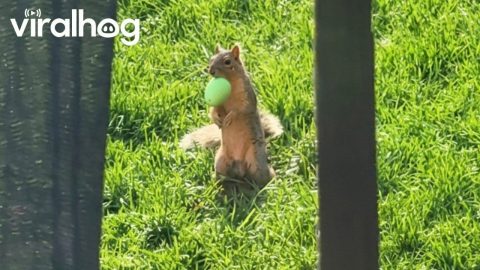 Squirrel Crashes Easter Egg Hunt and Steals Coveted Golden Egg || ViralHog