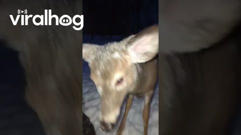 Pickles the Deer Plays in Snow || ViralHog