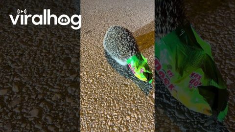 Hedgehog Head Freed From Snack Bag || ViralHog