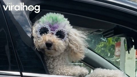 Diva Dog in Miami || ViralHog