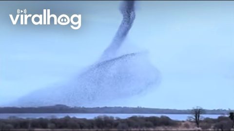 Swirling Starling Murmuration Over Lough Ennell, Ireland || ViralHog