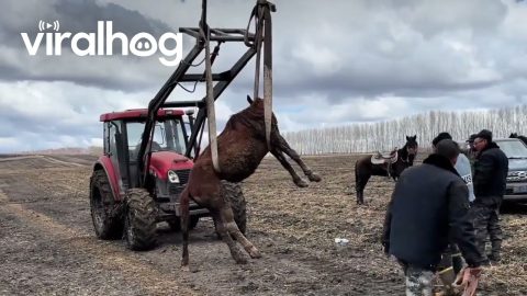 Forklift Used to Rescue Pregnant Mare Trapped in Deep Ditch || ViralHog