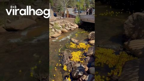 5000 Rubber Ducks Race for $10,000 Prize || ViralHog