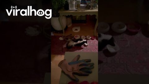 Skunk Takes Advantage Of Cat Food Buffet || ViralHog