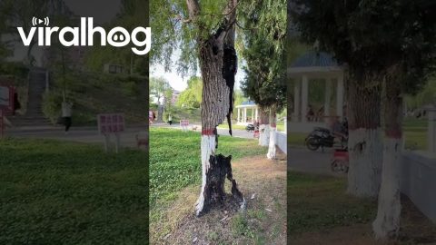 Hollow Tree Stays Green and Healthy Despite Severe Internal Damage || ViralHog