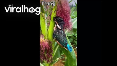 Trapped Bird Set Free || ViralHog