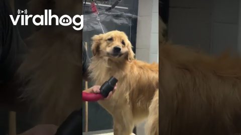 Golden Retriever's Cheeks Flapping at the Groomer's || ViralHog