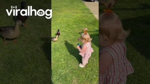 Toddler Realizes Her Favourite Toy Exists in Real Life || ViralHog