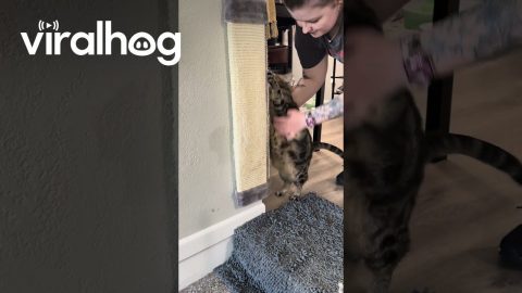 This Kitty Sure Loves Her Scratches || ViralHog