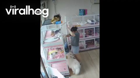 Samoyed Catches Falling Cat || ViralHog