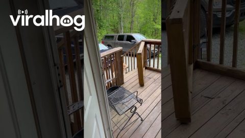 Golden Retriever Can't Climb Over Porch Gate || ViralHog