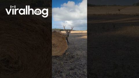 Big Stag Lets Hay Bale Know Who's Boss || ViralHog