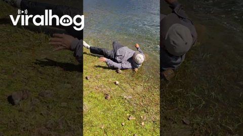 Dad Slips and Follows Skipping Stone Into Water || ViralHog