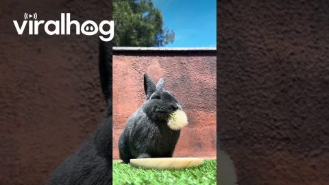 Bunny Rabbit Enjoys a Dandelion on a Sunny Afternoon || ViralHog
