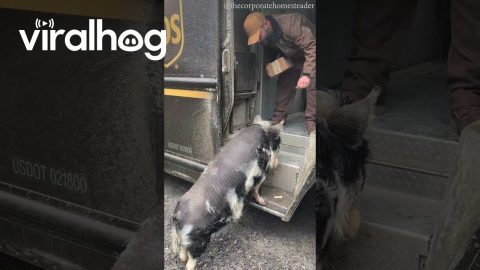 Pig Shares Bond With Delivery Driver || ViralHog