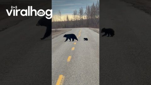 Driver Encounters Momma Bear and Adorable Cubs || ViralHog