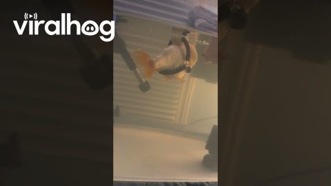 Mr. Sue Enjoying Snacks in His Floaty || ViralHog
