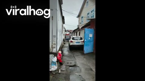 Cat Fails Roof Jumps Before Finding Open Warehouse Door || ViralHog