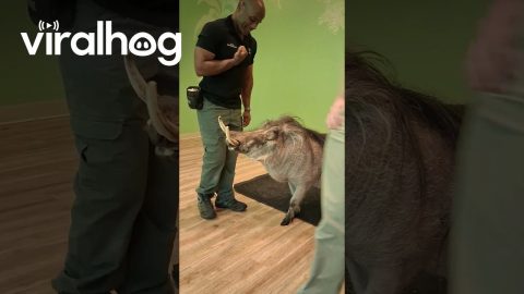 Peaches the Warthog Delights Zoo Visitors || ViralHog