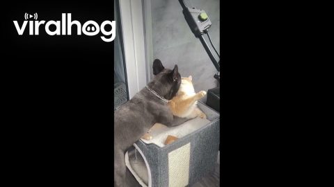 Pup Snuggles Cat || ViralHog