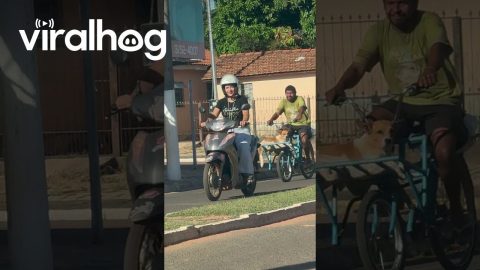 Dog Relaxes On Bicycle's Front Rack || ViralHog